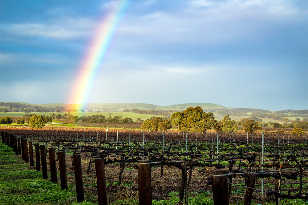 Clare_Valley_1