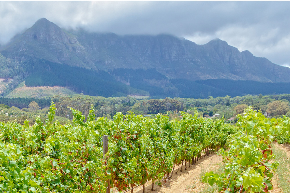 Stellenbosch_2