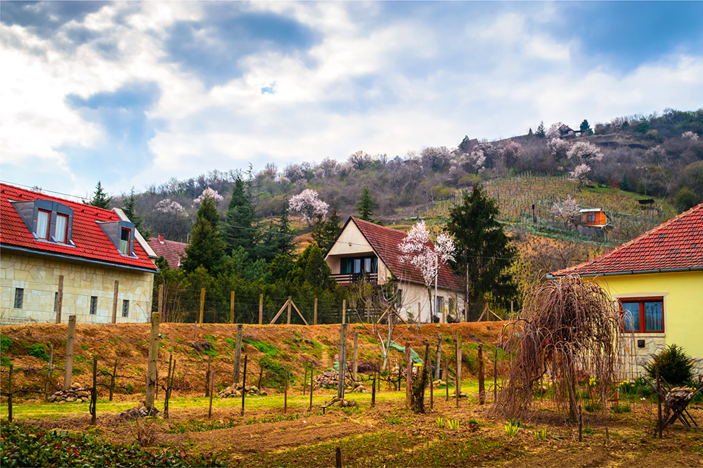 Tokaj_3